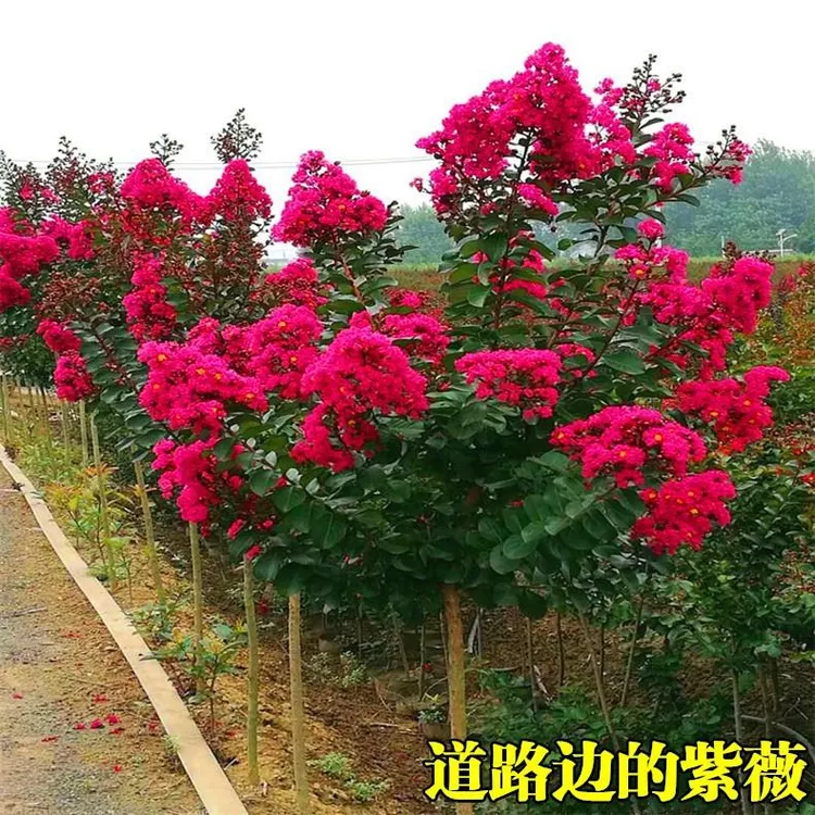 紫薇花苗盆栽植物紫微木本花卉紫微苗观赏红花紫薇百日红耐寒树苗