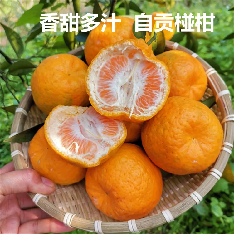 碰柑8斤 四川自贡沙地碰柑  香甜可口 现摘现发带叶发货