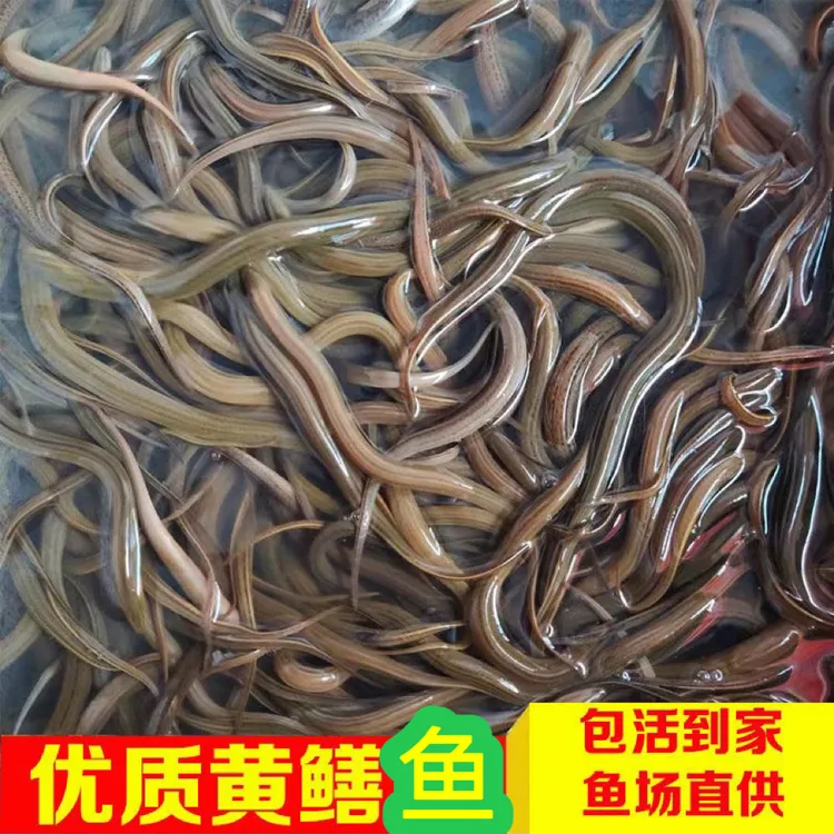 养殖小鳝鱼1斤50条左右 稻田鱼塘虾塘网箱可养