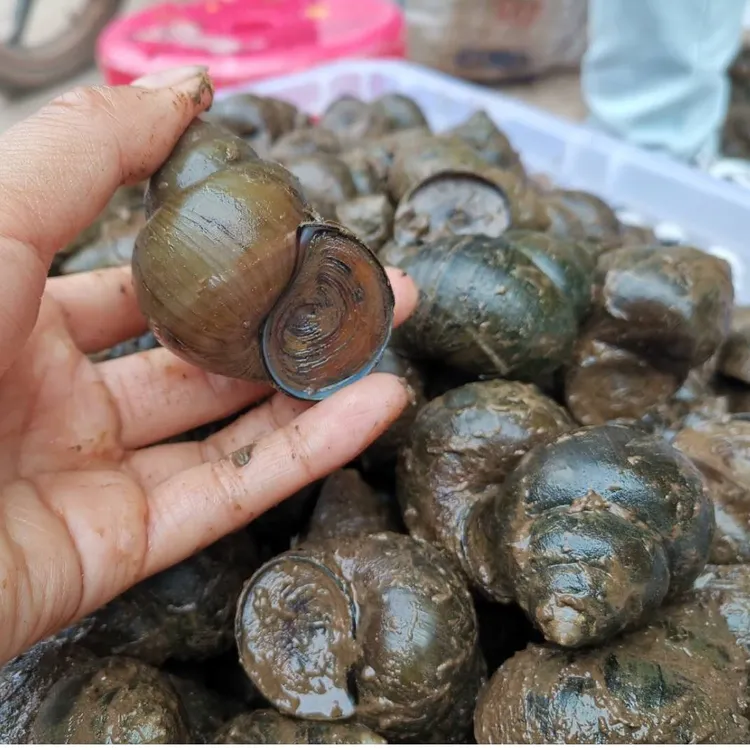 四川自贡大田螺稻田大田号田螺4斤送半斤备损