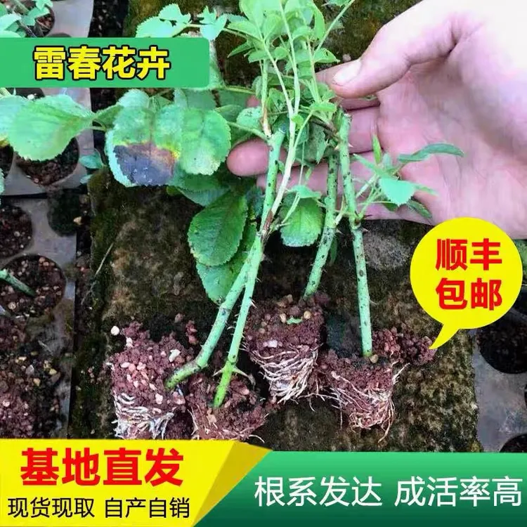 基地直供云南滇红墨红金边食用玫瑰花苗扦插苗50株起顺丰包邮