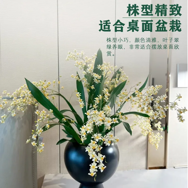 (罗曼香）梦香兰盆栽室内绿植花卉带花苞兰花超长花期文心兰