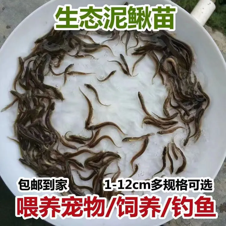 【30条试买】活饵钓鱼龙鱼活饵乌龟饲料养殖淡水小泥鳅活饵