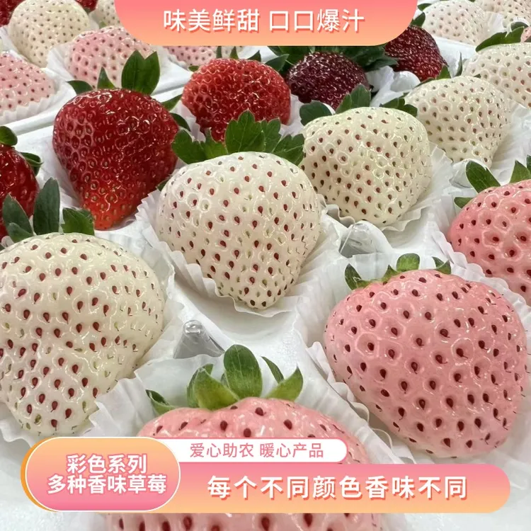 【顺丰包邮】甄选淡雪三色饱满草莓红颜草莓红白粉送礼多色草莓一斤