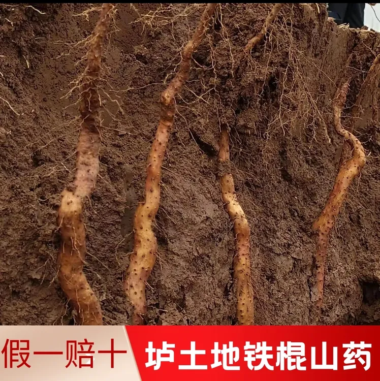 垆土地铁棍山药自产自销河南焦作温县特产农产品软糯香粉5斤