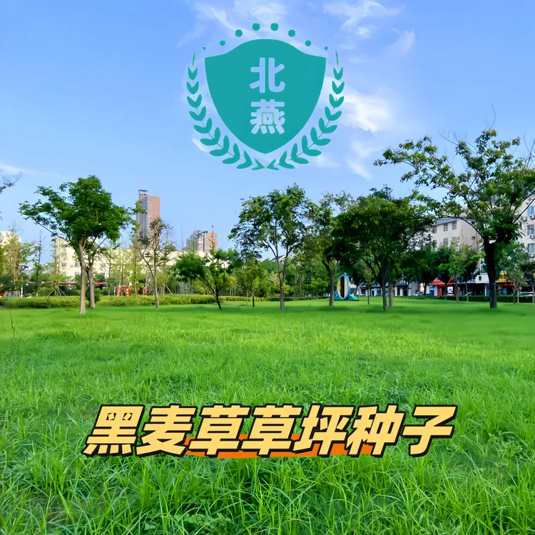 黑麦草四季常青草坪草籽护坡固土耐寒耐旱边坡绿化草坪草籽免修剪