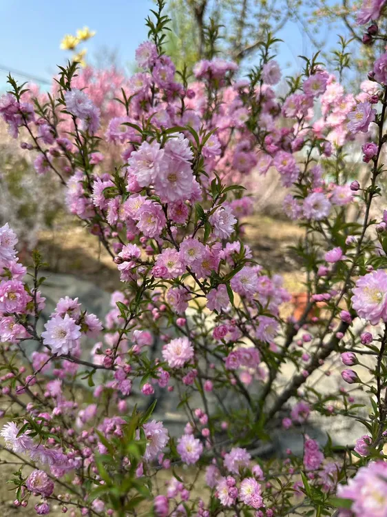 小叶榆叶梅梅花重瓣榆叶梅郁李树苗庭院观花植物盆栽地栽花卉耐寒
