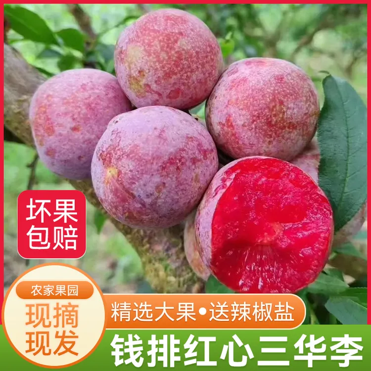 【精选特大果】广东信宜钱排镇银妃三华李新鲜酸脆红心李子十年老树