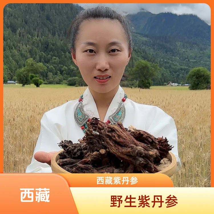 西藏高海拔紫丹参