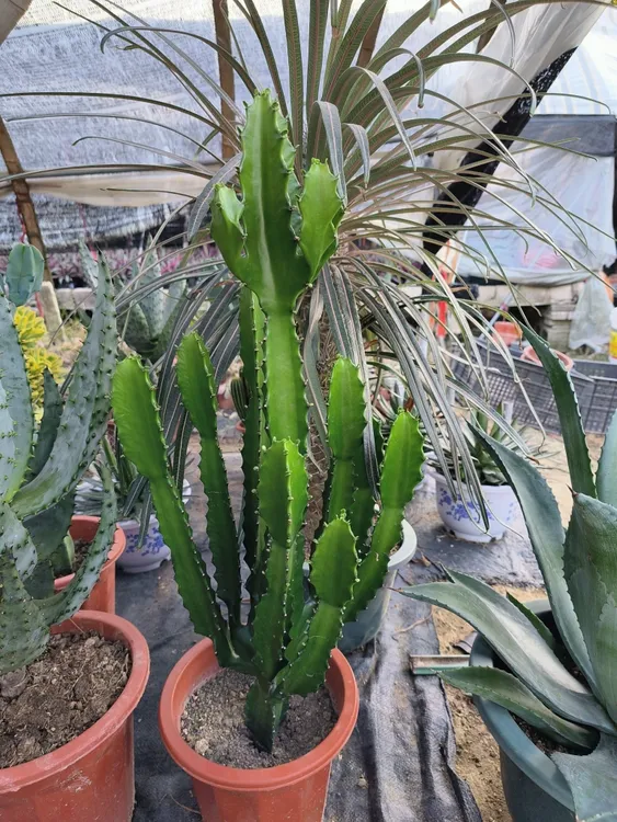 三角大戟会开花结果单株状态很美裸根发货