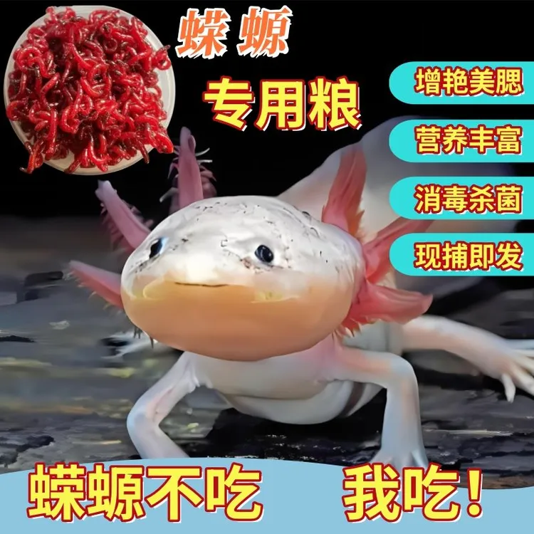 六角恐龙鱼食饲料娃娃鱼蝾螈金鱼火龙鹦鹉专用红虫活饵雷龙火蜥蜴