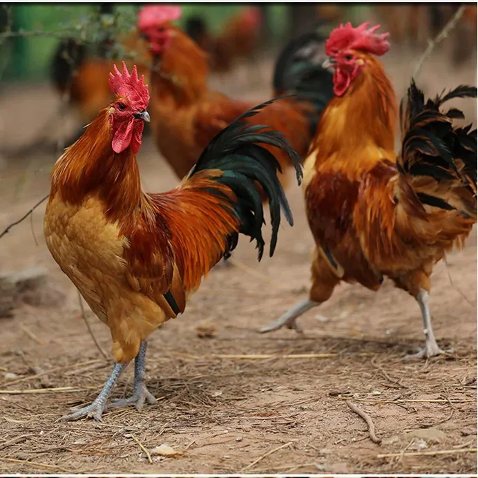 东北散养大公鸡（包邮）