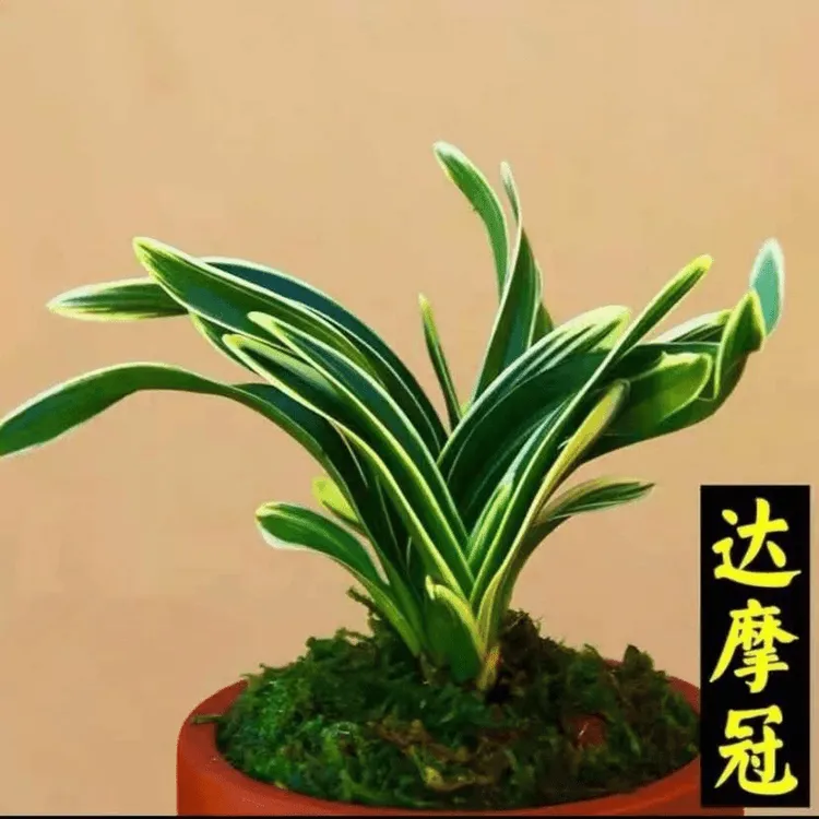 金边矮种兰花苗达摩冠兰花矮种兰花四季兰花名贵叶艺好养趣味花卉