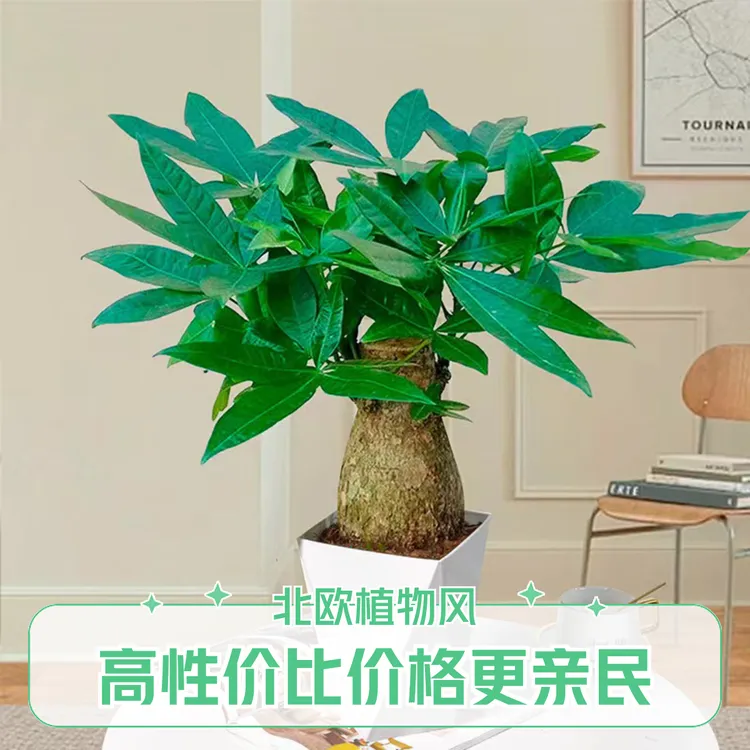 5年老桩正宗发财树盆栽室内绿植四季常青易活适合客厅室内植物