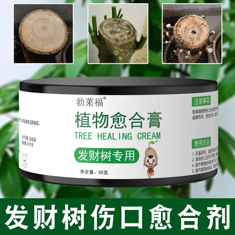 勃莱福发财树切口怎么处理切口发芽树干出水干枯腐烂切口涂什么好