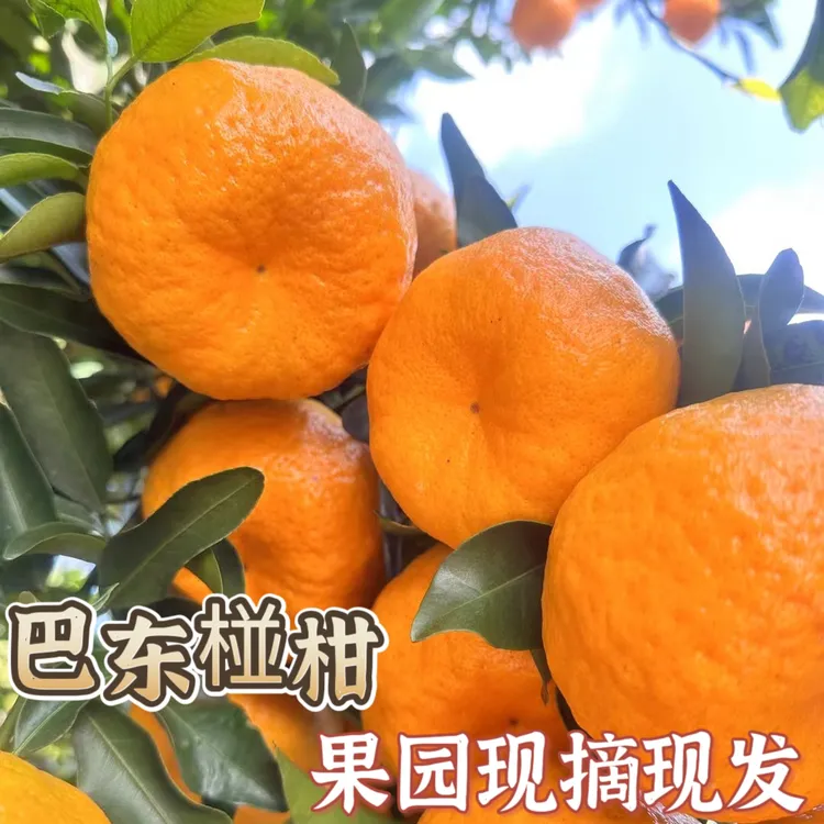 【正宗】湖北巴东雷家坪椪柑春椪果园现摘新鲜当季全国包邮