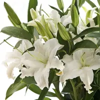 【白百合】香水百合20花苞+保鲜剂香水百合客厅家居摆件插花水养