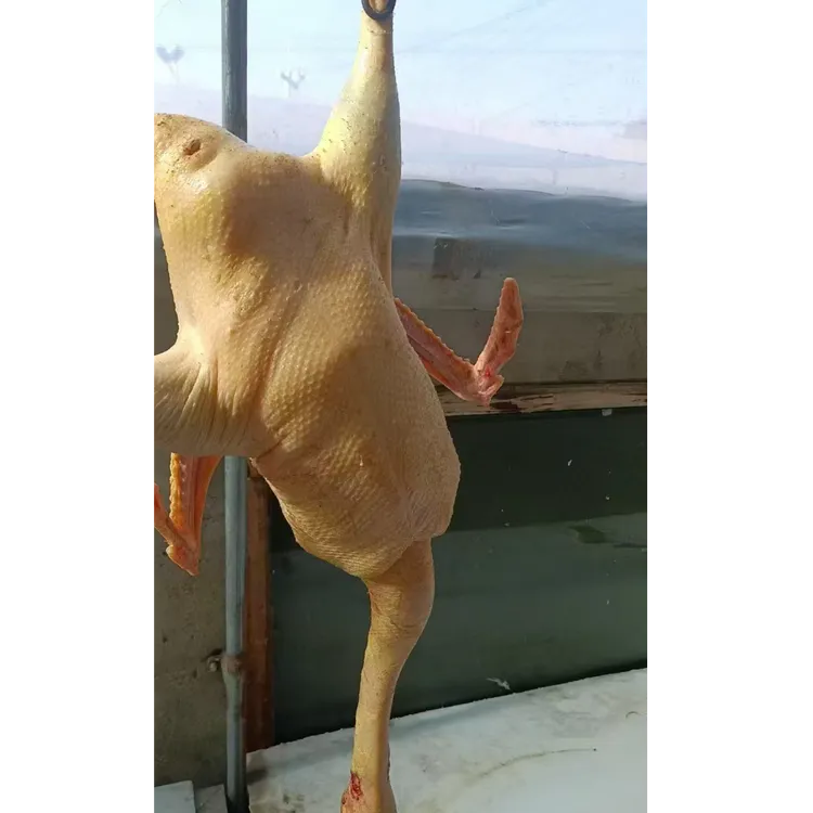 正宗东北双城笨大鹅溜达鹅顺丰包邮现抓现杀