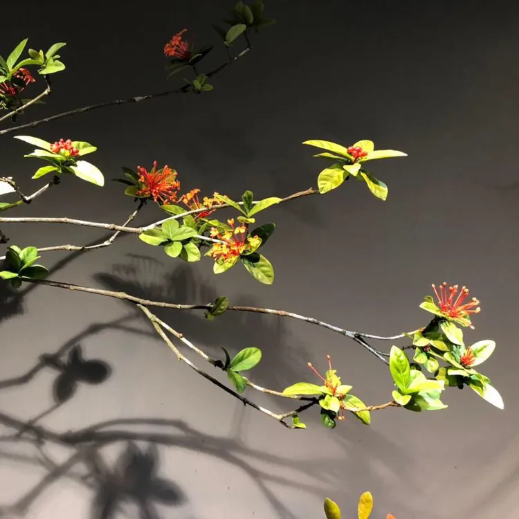 海岛龙船花，一物一拍，以实物为准。