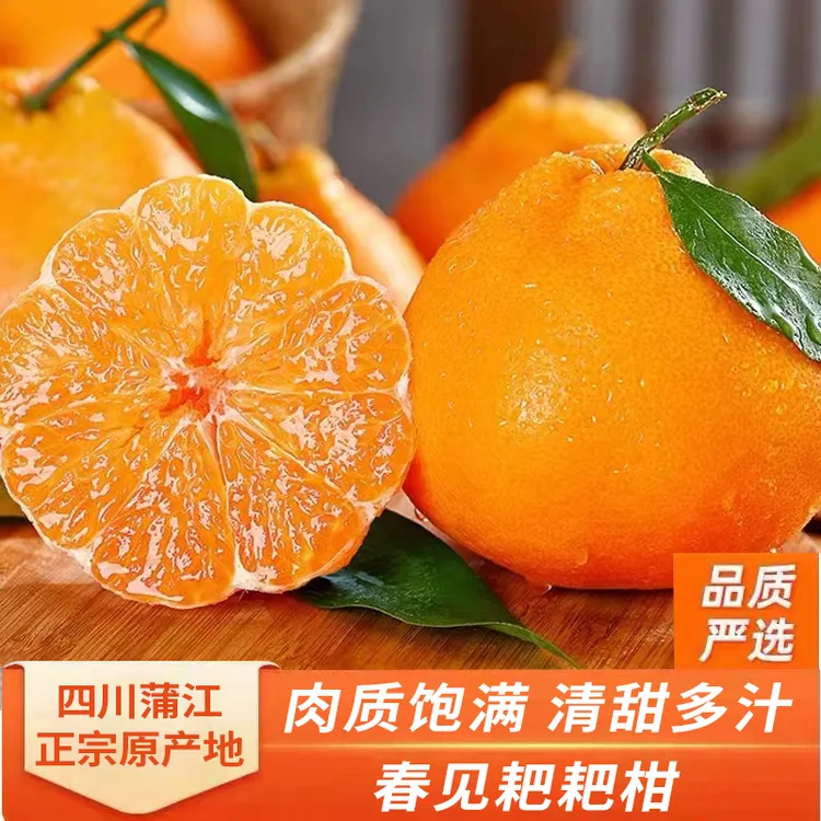 《原产地甄选好果 拒发电商果》四川春见耙耙柑自然成熟采摘3/5/8斤