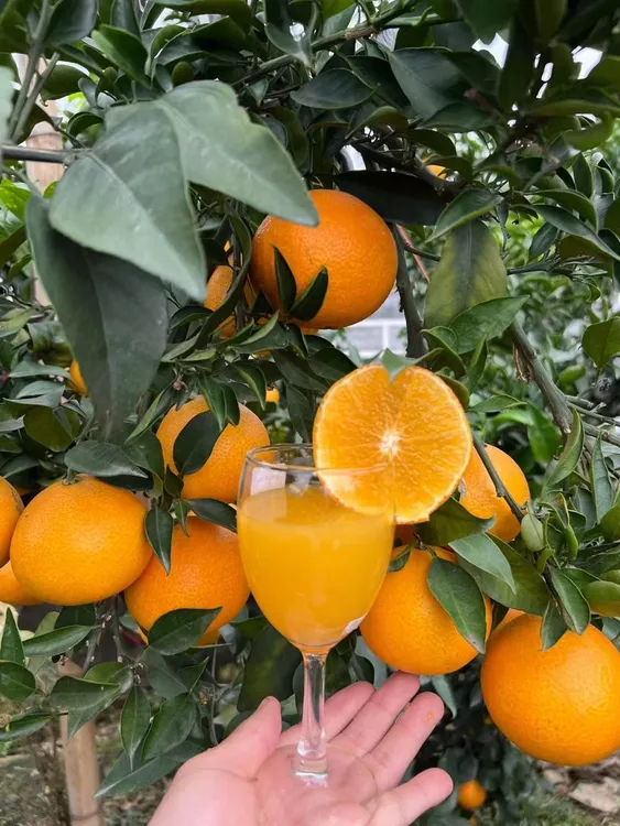 四川眉山爱媛38号果冻橙