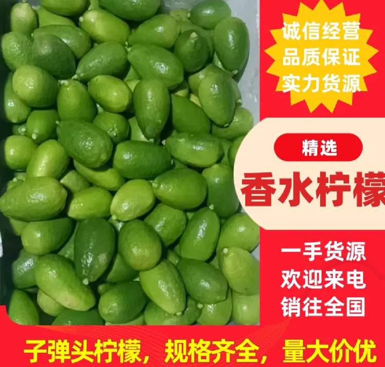 无籽香水柠檬子弹头柠檬小青柠檬基地直发自家果园