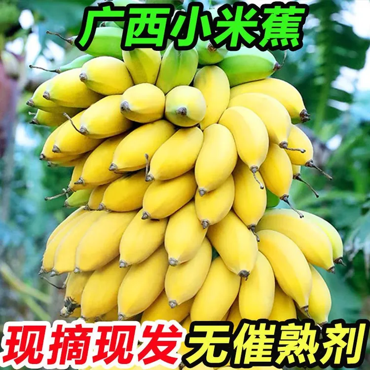广西小米蕉正宗当季新鲜水果香蕉薄皮整箱发货