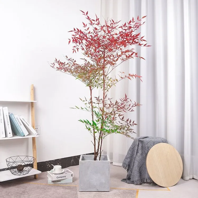 南天竹盆栽植物室内网红大型观叶四季红植物客厅落地摆件绿植好养