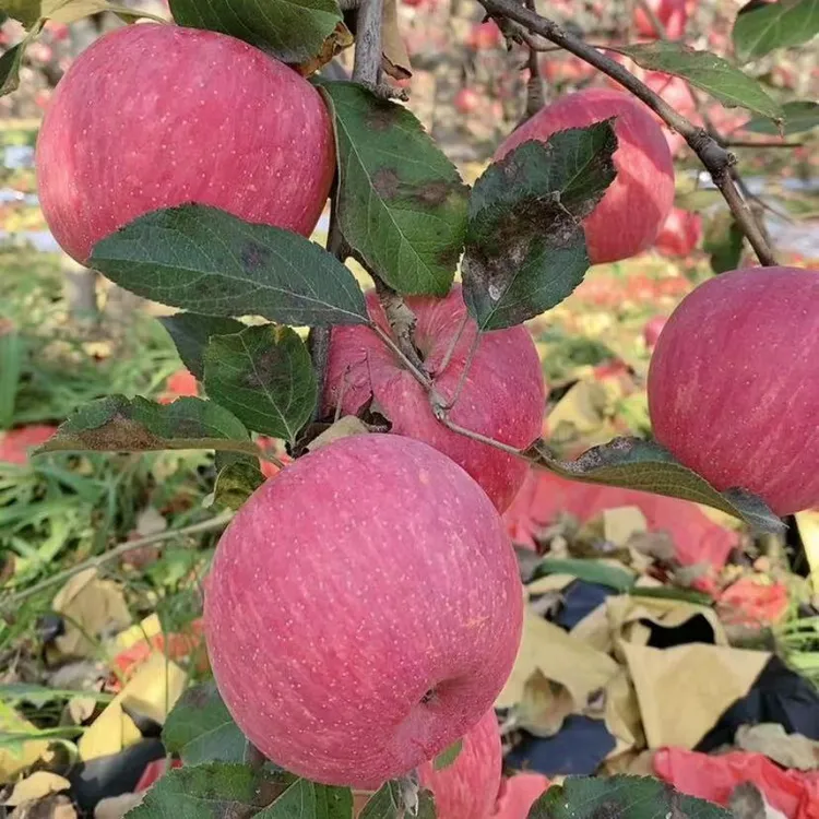 陕西延安宜川正宗红富士苹果24个装新鲜当季水果产地直发