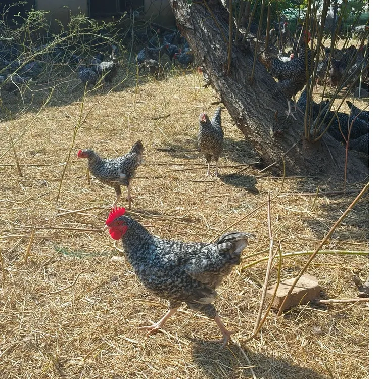 自养芦花鸡，散养土鸡，不做防疫，不喂激素、抗生素，自然农法养殖