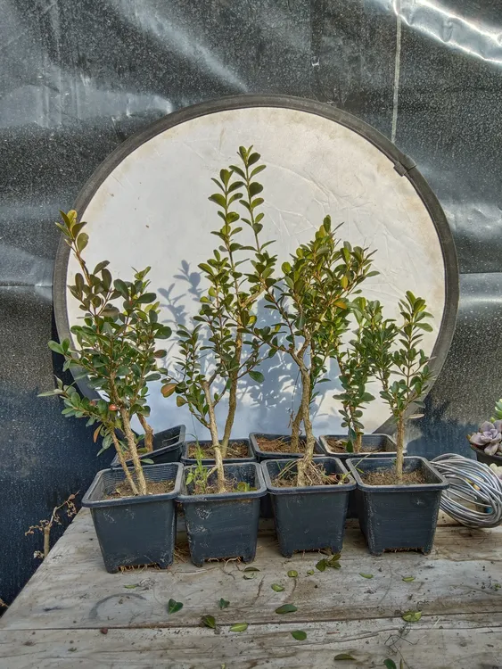 瓜子黄杨盆景素材自然桩掌中宝小品桩茶台桌面小盆景耐寒浙江黄杨