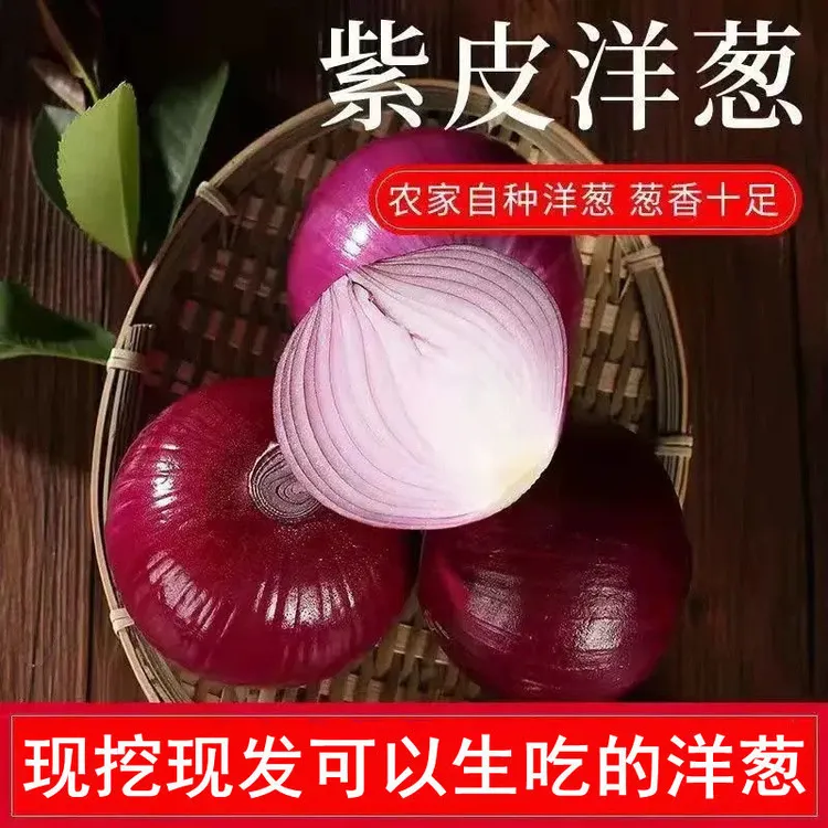 河南现挖现发紫皮洋葱新鲜现挖不辣农家自种水果洋葱5斤包邮