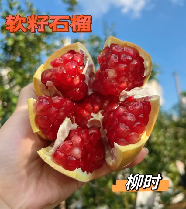 【主播专属】四川突尼斯软籽石榴甜蜜多汁净重4.5斤应季新鲜水果