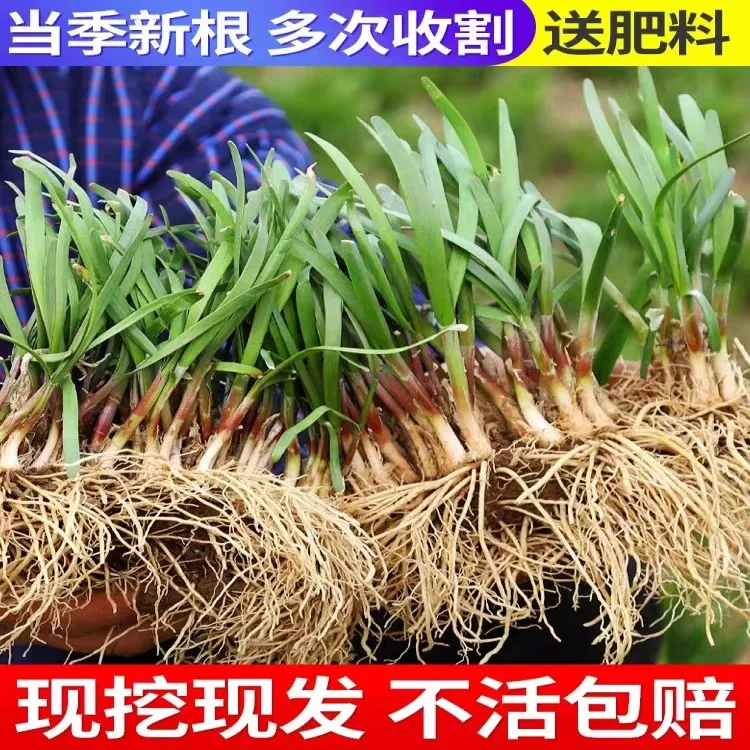 新韭菜根紫根韭菜苗蔬菜室内盆栽植物阳台秋冬家庭带土裸根黄色