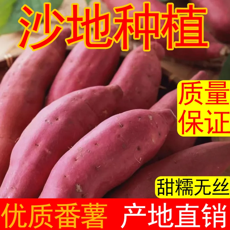 2025新鲜沙地蜜薯香甜软糯糖心，皮薄好吃饱满，农家自种健康