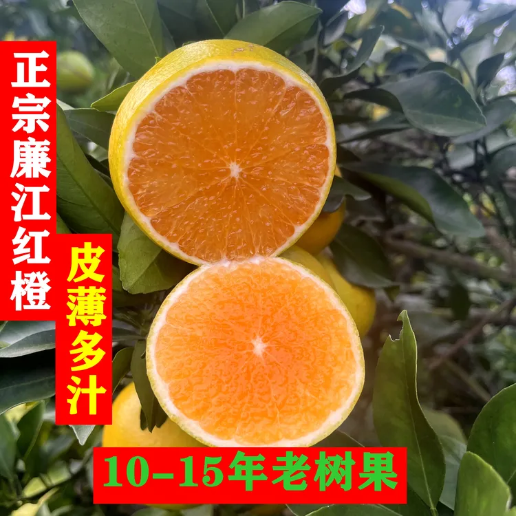 廉江特产正宗红橙送礼水果薄皮橙子新鲜红橙产地直发5斤-10斤