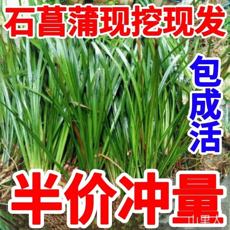 新鲜石菖蒲龙根水菖蒲水培四季青盆景石昌鱼缸造景绿植水草