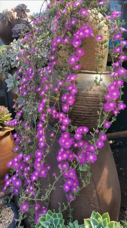 网红多肉枝干番杏多肉植物冰晶感十足悬涯瀑布桩长的快好养好看