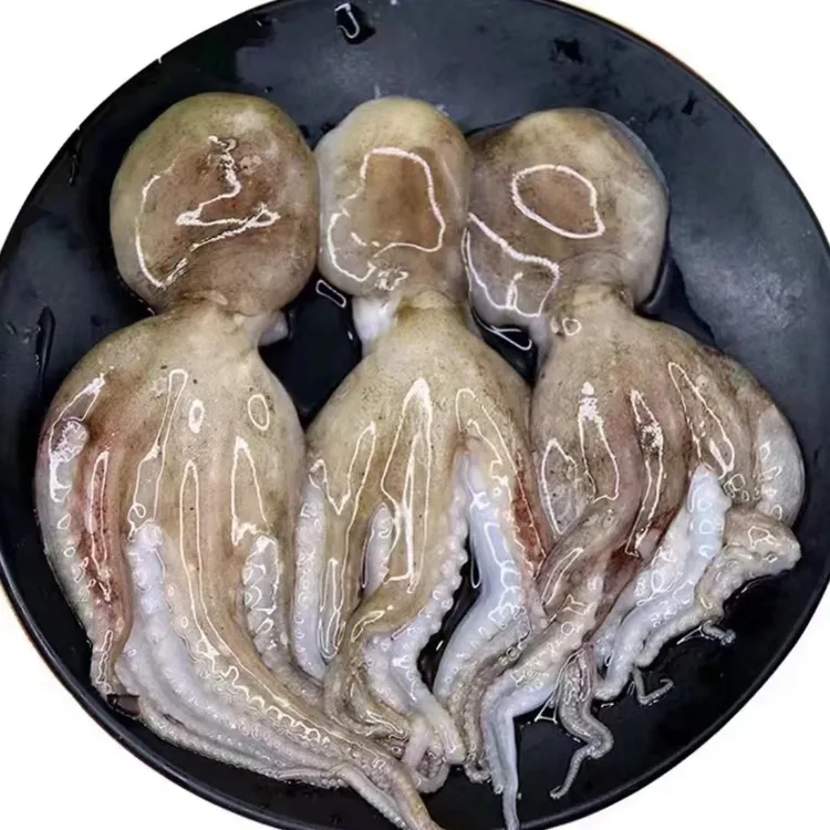 优选野生短腿八爪鱼 一斤5-7个左右鲜活速冻发货