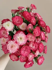 【探花甄选】狮子座 稀有多头玫瑰 云南高品质鲜花 任意两单发顺丰 