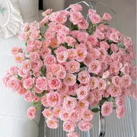 【探花甄选】露露公主多头玫瑰 任意两单顺丰冷链包邮