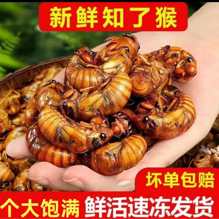 2025新鲜知了猴金蝉活体速冻顺丰包邮