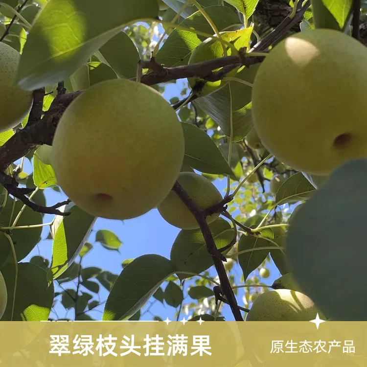 绥中白梨现摘现发，5斤装顺丰包邮