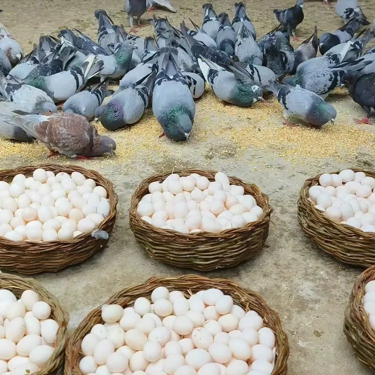 【全国包邮】鸽子蛋 yarlik kok kaptar tuhumi