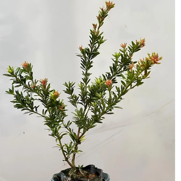 红芽小红帽罗汉松盆栽地栽观赏绿植