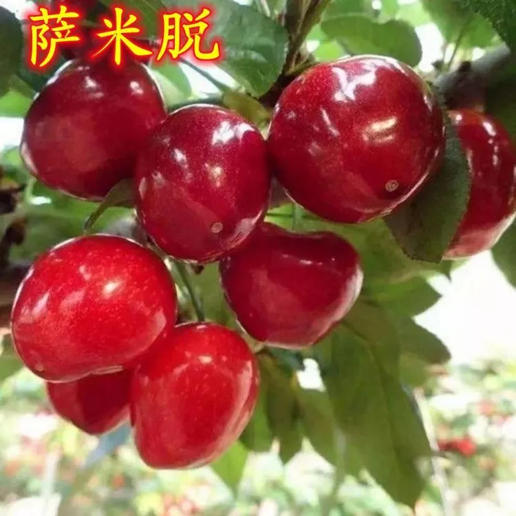 新品种大树苗车厘子苗正宗萨米脱车厘子嫁接苗耐寒种植