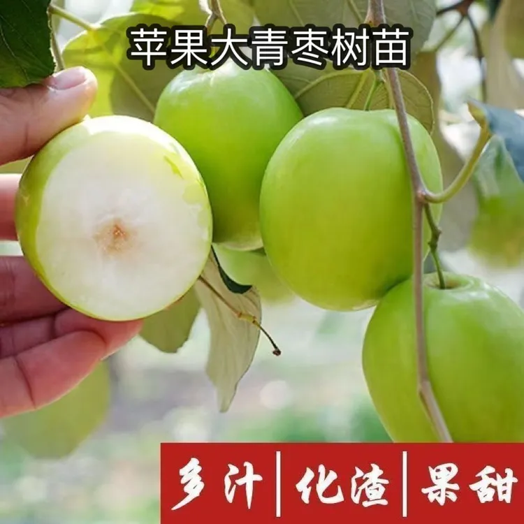 新品种大青枣枣树苗脆甜水分大果青枣苗 阳台庭院种植 当年结果