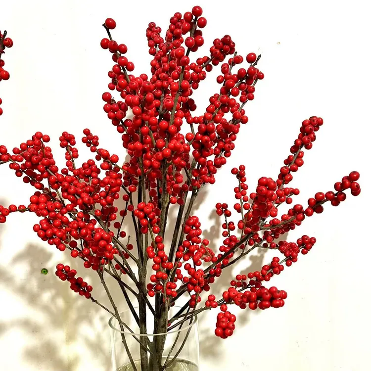 【北美冬青】超长花期年宵花