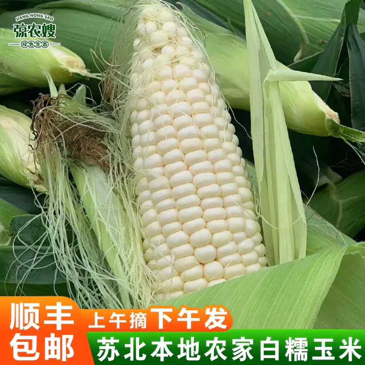 苏北现摘新鲜白糯玉米带壳白玉米甜糯玉米农家自种甜白糯黏玉米