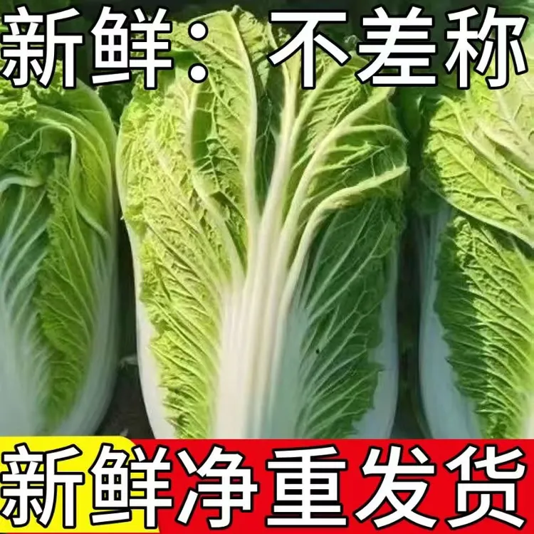 新鲜麻叶菜现摘现发大白菜农家自种蔬菜批发包邮